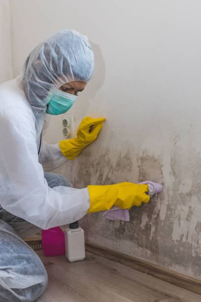 Best Industrial Mold Remediation  in Nashville, NC